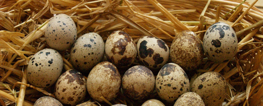 ou de prepeliță pentru vedere