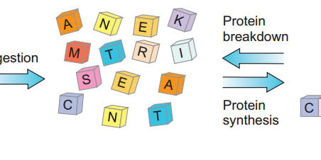 proteine